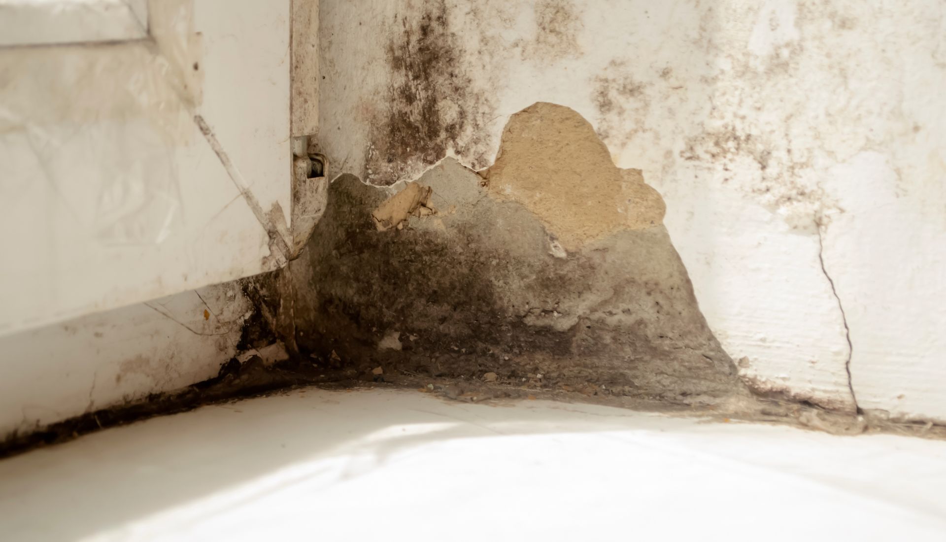 dimap Sanificazione Pareti da Muffe.jpg